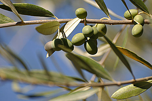 bạch thủ lô hôm nay miễn phí