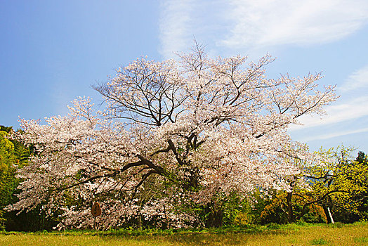 dự đoán số miền nam