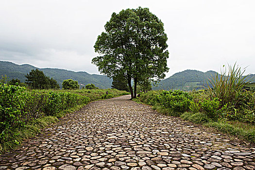 soi cau lo bach thu mien phi