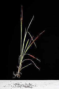 chơi số đề trên mạng