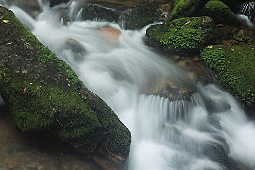 soi câu bach kim