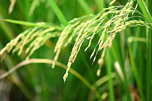 đề 3 càng
