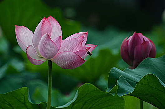 xổ số tiền