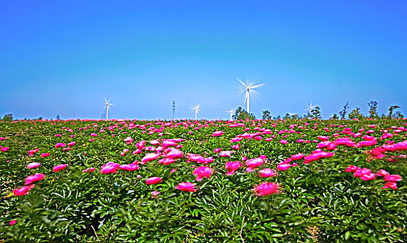 cầu bạch thủ bình định