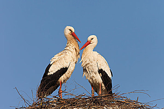 du doan sx3mien
