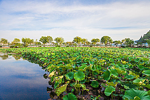 soi cau xo so dong nai