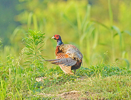 xs phú yên